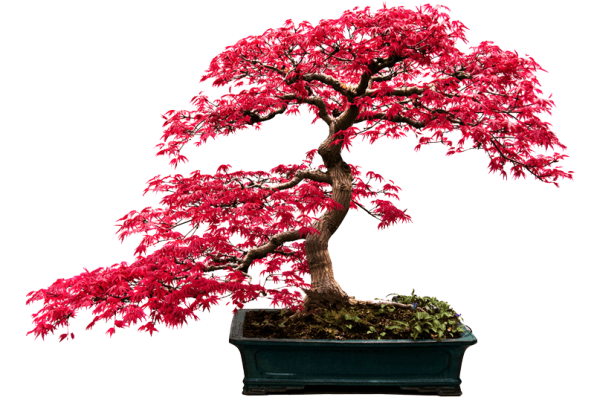 pink-bansai pink-bansai